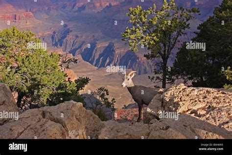 Bighorn Sheep in the Grand Canyon Stock Photo - Alamy