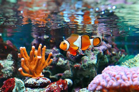 Clownfish (Nemo) Care Guide & Species Profile | Fishkeeping World