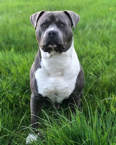 AMERICAN BULLY XL PUP | in Ballyclare, County Antrim | Gumtree