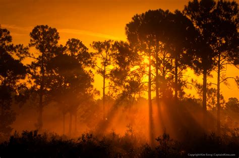 Misty Morning Sunrise at Pine Forest Jupiter Farms Florida