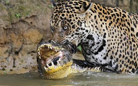 Jaguar Versus Caiman » Popular Fidelity » Images