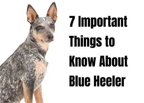 Discover 7 Fascinating Facts About the Blue Heeler