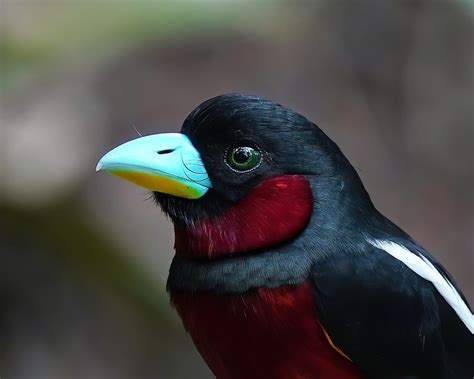 The black-and-red broadbill (Cymbirhynchus macrorhynchos) is a species ...