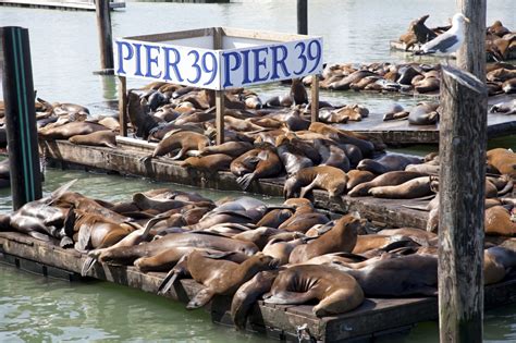 A History of Fisherman’s Wharf | Gray Line of San Francisco