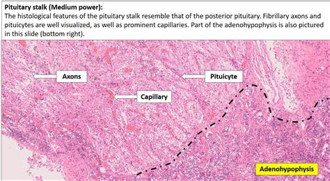 Posterior Pituitary Gland Histology