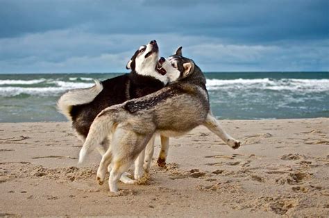 Siberian Huskies playing on the beach | Husky, Siberian husky, Husky furry