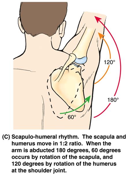 Image result for lateral rotation of scapula | Scapulo-Humeral rhythm ...