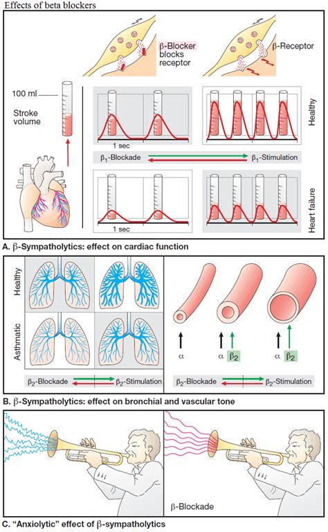 Beta-Sympatholytics (Beta Blockers) - Manual of Medicine