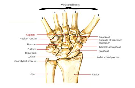 Capitate Bone – Structure and Functions – Earth's Lab