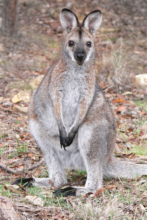 Macropodidae - Wikipedia