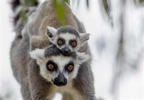 | Taronga Conservation Society Australia