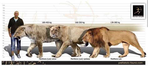 Cave Lion Size Comparison