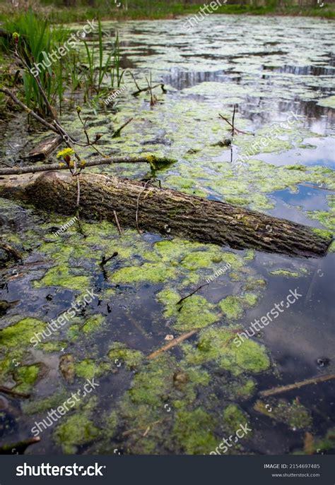 26,775 Mud Swamp Images, Stock Photos & Vectors | Shutterstock