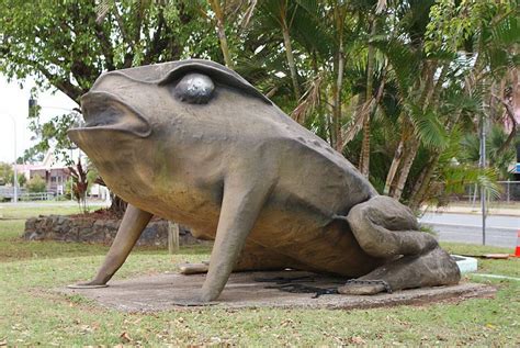 The Big Cane Toad, Sarina #Mackay | Australia history, Australia ...