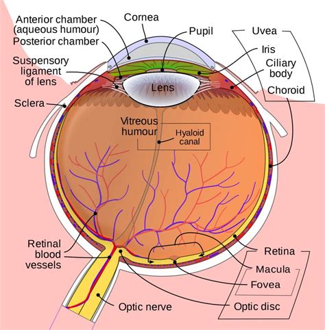 The Optic Nerve (CN II) | Cranial Nerve II | Geeky Medics