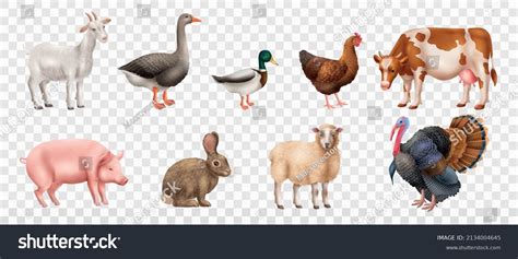 Domestic Animals Clipart