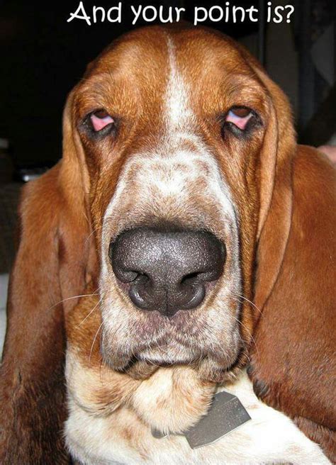 12 Best Basset Hound Memes of All Time