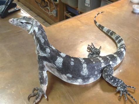 Beautiful monitor lizard | Pet lizards, Weird animals, Reptiles pet