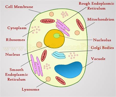 Vacuole In Animal Cell And Plant Cell