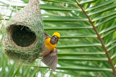 Different Types of Bird Nests With Pictures - A-Z Animals