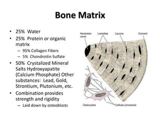 Histo – bone | PPT