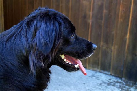 The Black Golden Retrievers - Official Golden Retriever