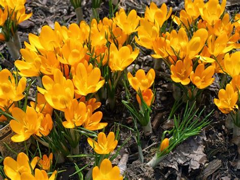 20 CROCUS GOLDEN YELLOW BULBS CROCUS X LUTEUS (YELLOW MAMMOTH ...