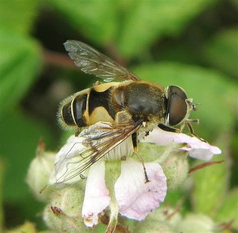 Eristalis horticola (Stripe-winged Dronefly) | Flickr