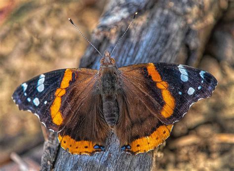 Download Beautiful Red Admiral Butterfly resting on a flower Wallpaper ...