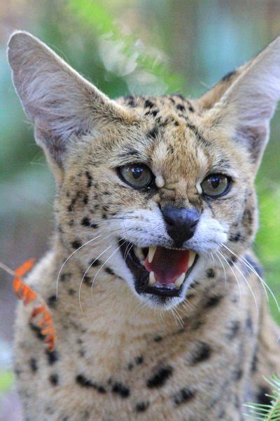 Serval Facts, Photos, Sounds, News and Videos