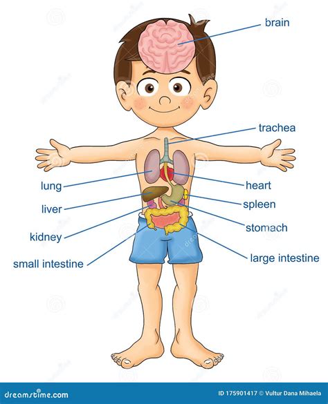 Fetch Details Of Human Body Parts Free Vector - Www