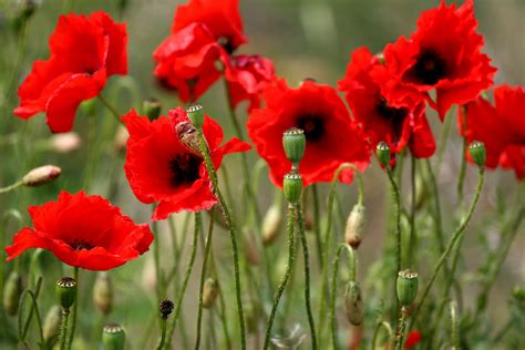 Anzac morning in the country