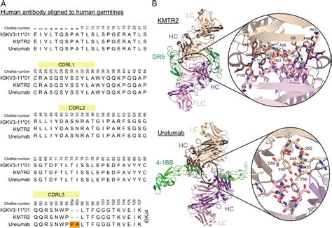 Antibody homotypic interactions are encoded by germline light chain ...