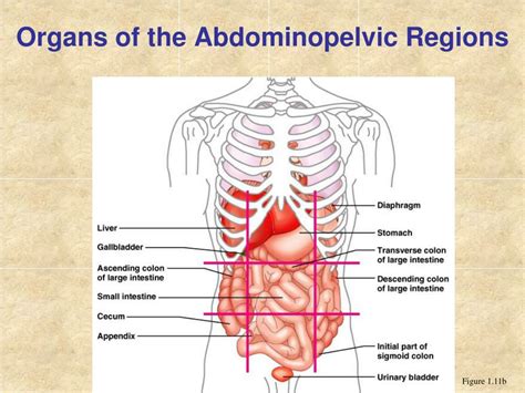 Anatomical Regions Of The Body Diagram ~ Unlabeled Human Body ...