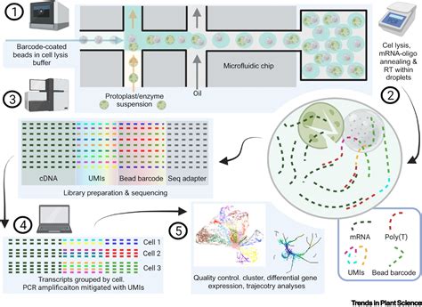 Mapping Human Pluripotent Stem Cell Differentiation, 45% OFF