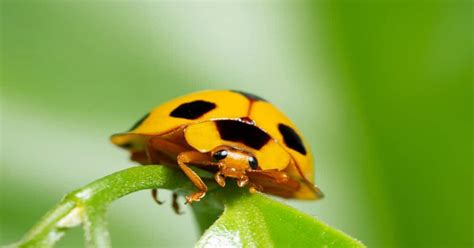 Ladybug Species - Learn About Nature