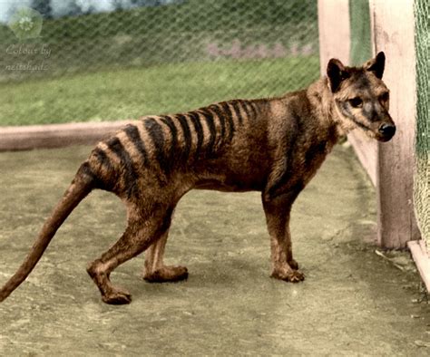 Pin by Isaac romo on EXTINCT ANIMALS | Extinct animals, Thylacine ...