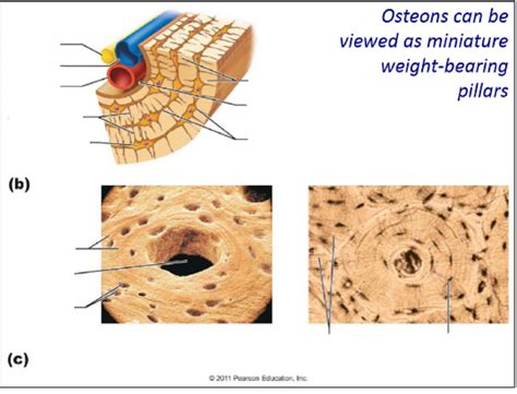 Osteon Structure Diagram | Quizlet