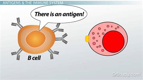 Antigen-Presenting Cells | Definition, Types & Function - Lesson ...