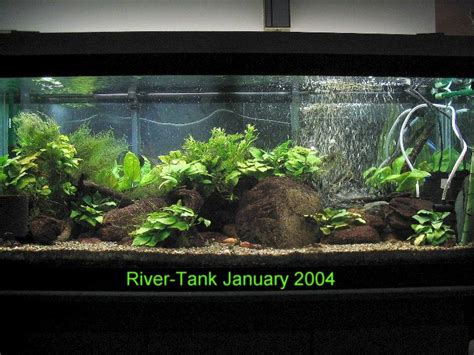 Amazon River Aquarium Fish - 1000+ Aquarium Ideas