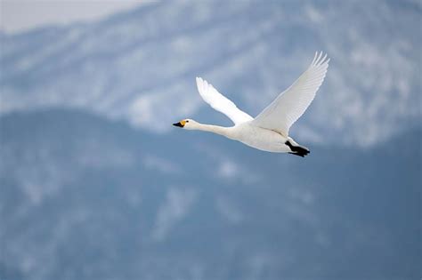 Do Swans Migrate? Types, Facts, & FAQ - Optics Mag