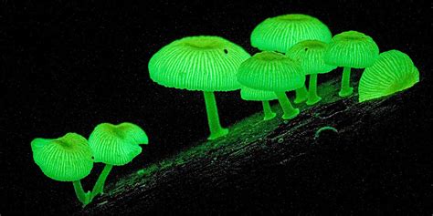 Незвичайні гриби : казкове видовище: Mycena chlorophos та chorioactis ...