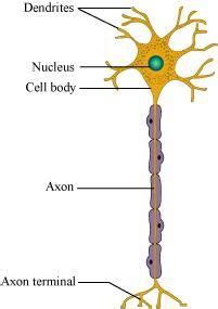 Describe the structure of a nerve cell.