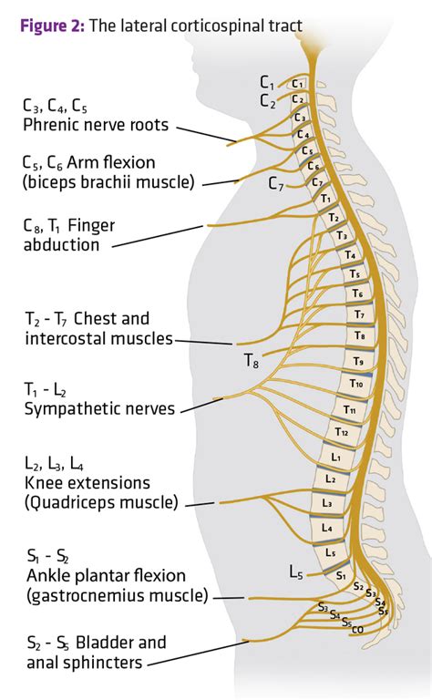 Neurotrauma Review Series Part 3: What’s in a Dermatome? | Nerve ...