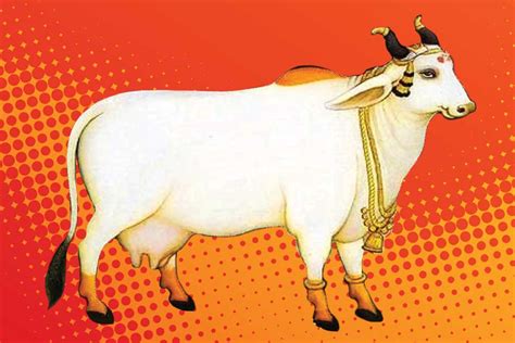 Sacred Cow Of Hinduism