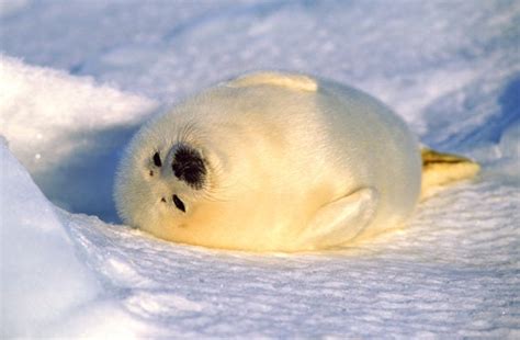 Harp Seal Pup on Birthing Iceflow Cute Baby Seals | Etsy