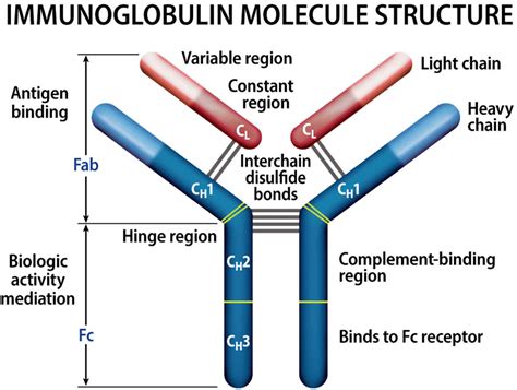 Myeloma protein & multiple myeloma protein test in blood & urine