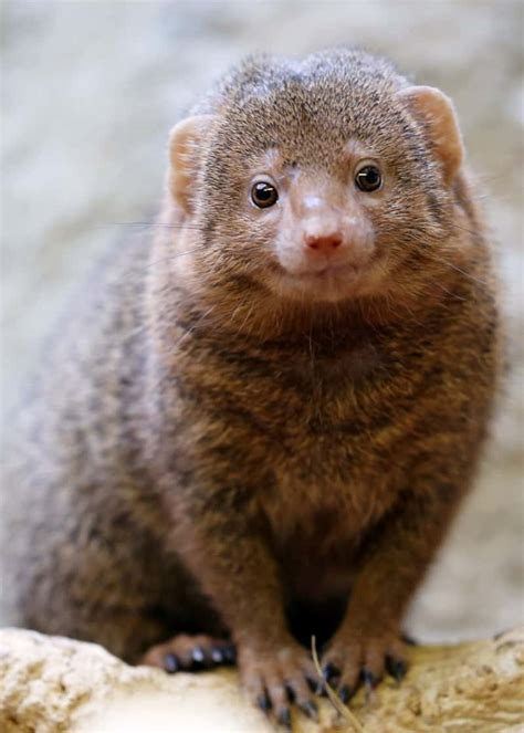 31 Magnificent Mongoose Facts: The Noble Snake Killer (34 Species ...