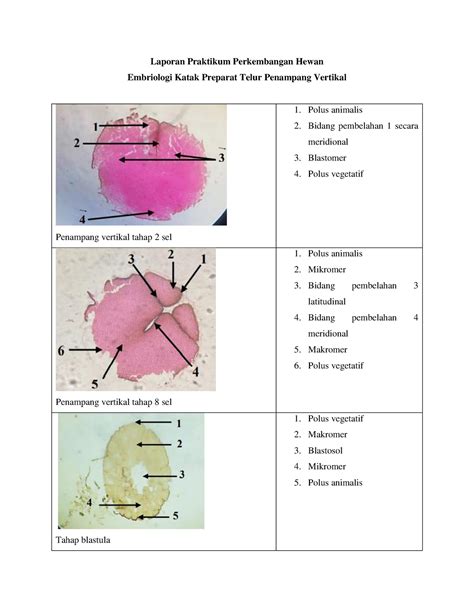 Laporan Praktikum Perkembangan Hewan Embriologi Katak Preparat Telur ...