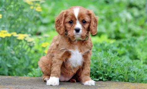 Cavalier King Charles Spaniel Puppies for Sale - Keystone Puppies